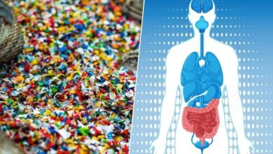 Imagen de microplásticos en el intestino humano