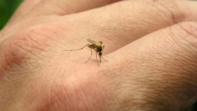 Mosquito Aedes aegypti, vector del chikungunya