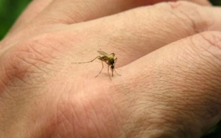 Mosquito Aedes aegypti, vector del chikungunya