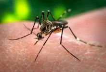 Foto de un mosquito, vector del virus chikungunya