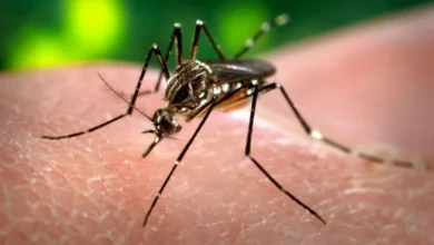 Foto de un mosquito, vector del virus chikungunya