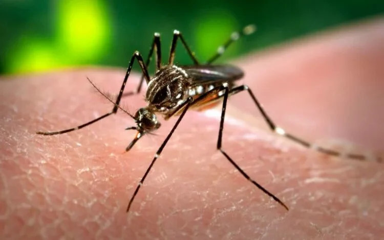 Foto de un mosquito, vector del virus chikungunya