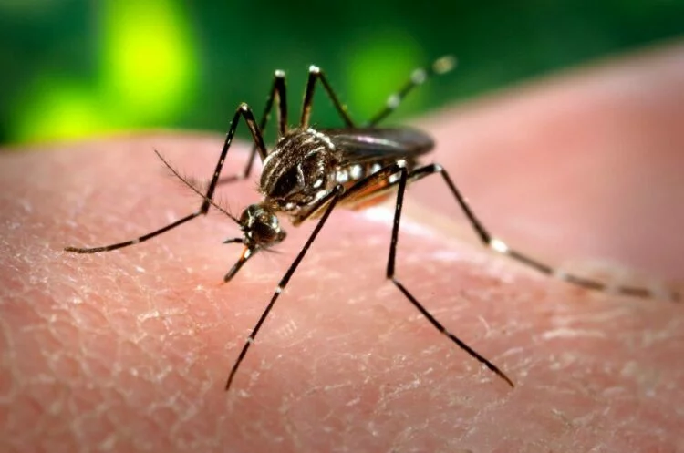 Foto de un mosquito, vector del virus chikungunya