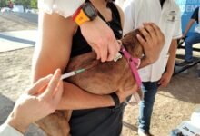 Imagen de un perro y un gato vacunados contra la rabia