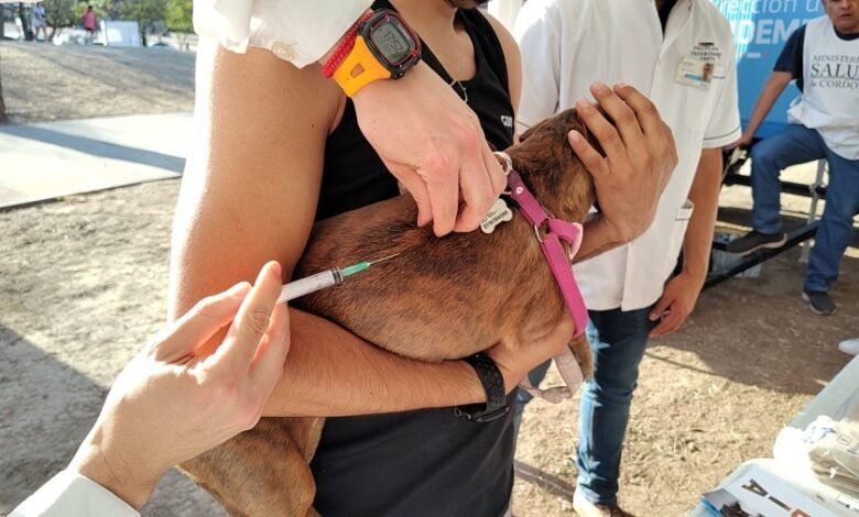 Imagen de un perro y un gato vacunados contra la rabia