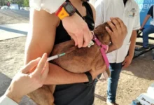 Mascotas en una campaña de vacunación antirrábica
