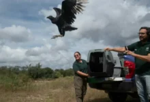 Animales silvestres en su hábitat natural