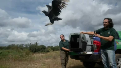 Animales silvestres en su hábitat natural