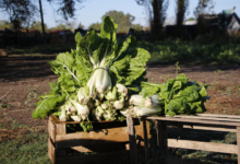 Imagen de una huerta en un jardín con variedades de hortalizas
