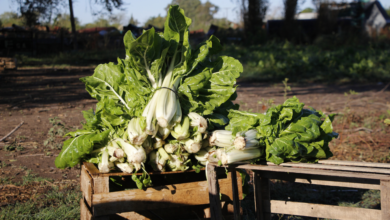 Imagen de una huerta en un jardín con variedades de hortalizas