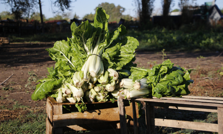 Imagen de una huerta en un jardín con variedades de hortalizas