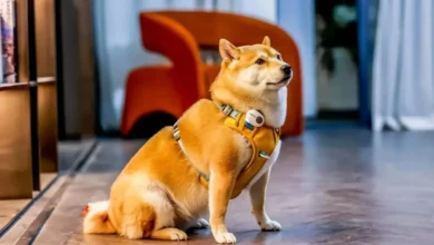 Imagen de PettiChat, dispositivo con IA para traducir sonidos de mascotas