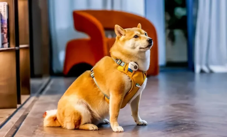 Imagen de PettiChat, dispositivo con IA para traducir sonidos de mascotas