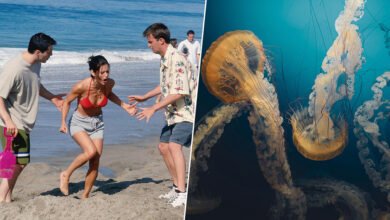 Una medusa en el mar, cerca de la orilla de una playa
