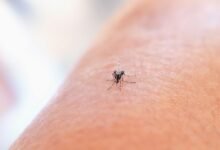 Mapa de Andalucía con áreas de riesgo de dengue y zika