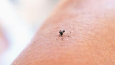 Mapa de Andalucía con áreas de riesgo de dengue y zika