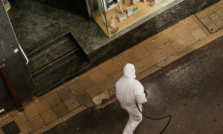 Imagen de un roedor, reservorio natural del hantavirus