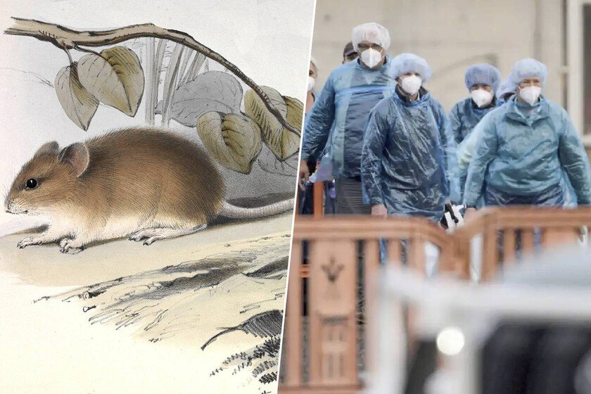 Coligardo Raton El Ratón Colilargo: El Enigmático Vector del Hantavirus Andes ...
