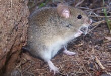Imagen de un roedor silvestre, transmisor del virus Junín