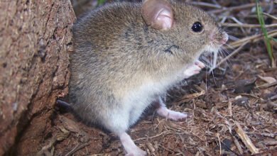 Imagen de un roedor silvestre, transmisor del virus Junín