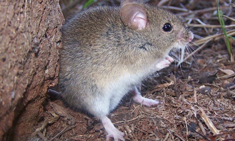 Imagen de un roedor silvestre, transmisor del virus Junín