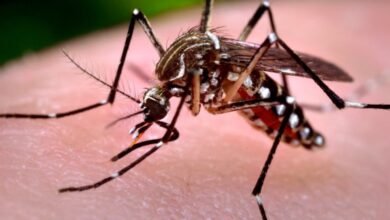 Mosquito Aedes aegypti, transmisor del dengue y el chikungunya