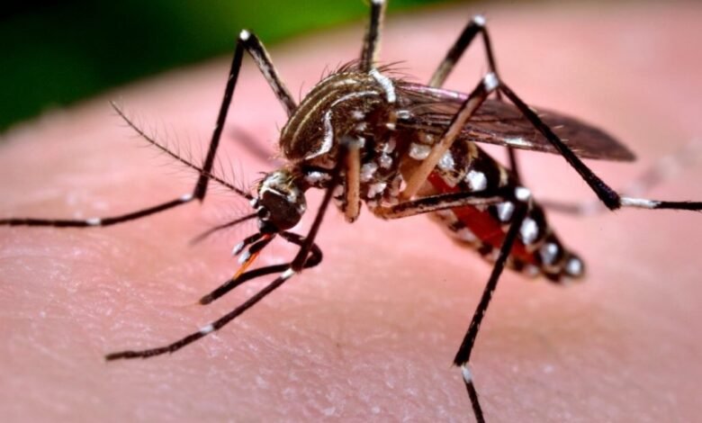 Mosquito Aedes aegypti, transmisor del dengue y el chikungunya