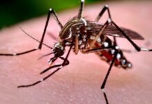 Imagen de un mosquito de Aedes aegypti