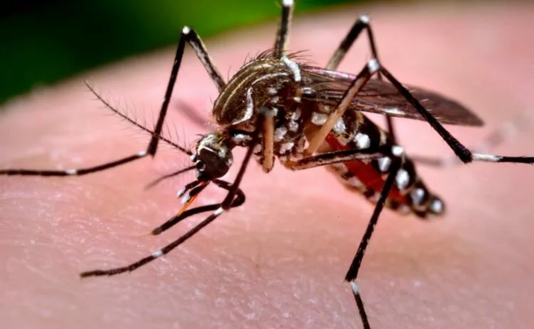 Imagen de un mosquito Aedes aegypti, transmisor del dengue