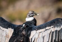 Pacha y Taba, cóndores andinos, en vuelo libre en el Parque Nacional Quebrada del Condorito