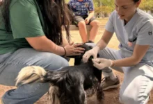 Mascotas siendo vacunadas en una jornada de vacunación antirrábica en Córdoba