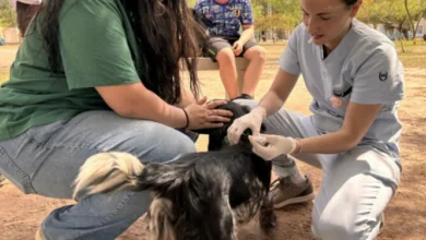 Mascotas siendo vacunadas en una jornada de vacunación antirrábica en Córdoba