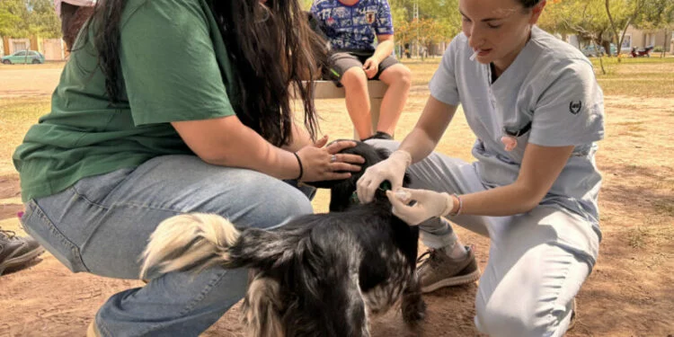 Mascotas siendo vacunadas en una jornada de vacunación antirrábica en Córdoba