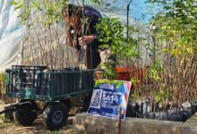 Imagen de la donación de especies nativas en Córdoba