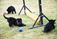 Ocho nuevos agentes caninos se suman a la división K-9 de la FPA