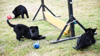 Ocho nuevos agentes caninos se suman a la división K-9 de la FPA