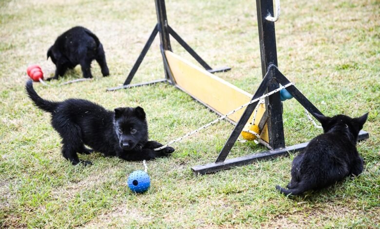 Ocho nuevos agentes caninos se suman a la división K-9 de la FPA