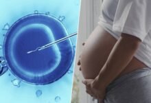 Imagen de una célula ovocito bajo un microscopio, destacando la importancia de la investigación en reproducción asistida.