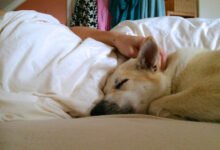 Una persona durmiendo con su perro en la cama