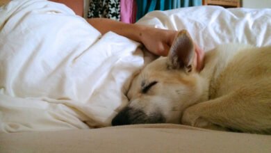 Una persona durmiendo con su perro en la cama