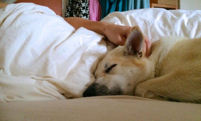Una persona durmiendo con su perro en la cama