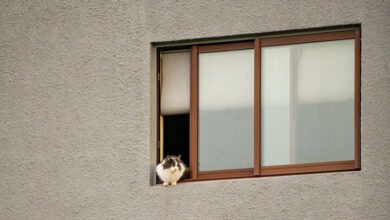 Un gato y su dueño compartiendo un momento de conexión