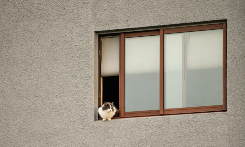 Persona acariciando a un gato en la calle