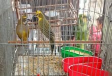 Policía Ambiental de Córdoba allanando viviendas y rescatando aves silvestres