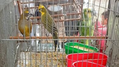 Policía Ambiental de Córdoba allanando viviendas y rescatando aves silvestres