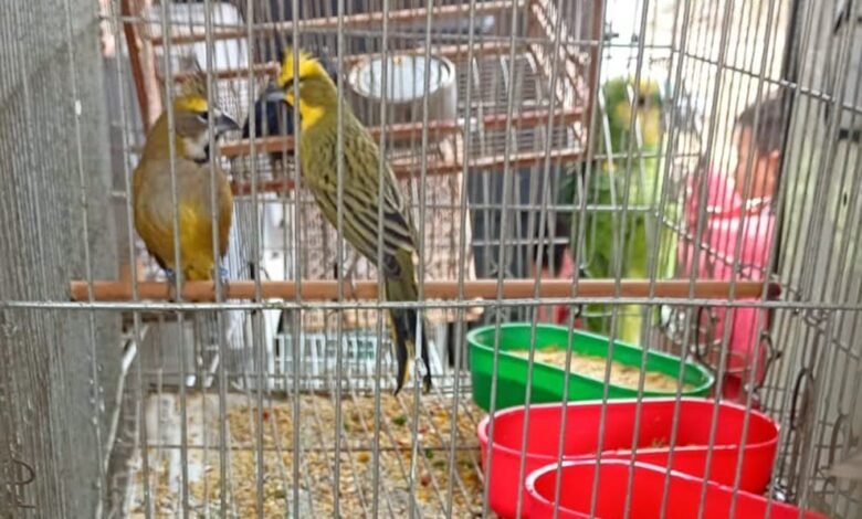 Policía Ambiental de Córdoba allanando viviendas y rescatando aves silvestres