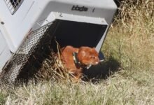 Un yaguarundí con collar de rastreo satelital en la naturaleza