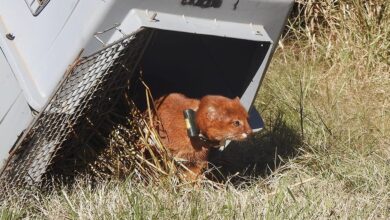 Yaguarundí con collar de rastreo satelital en la vida silvestre
