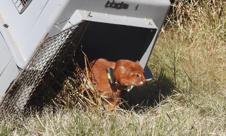 Yaguarundí con collar de rastreo satelital en la vida silvestre