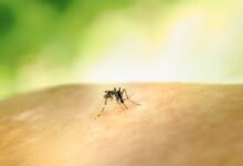 Mosquito en la piel de una persona